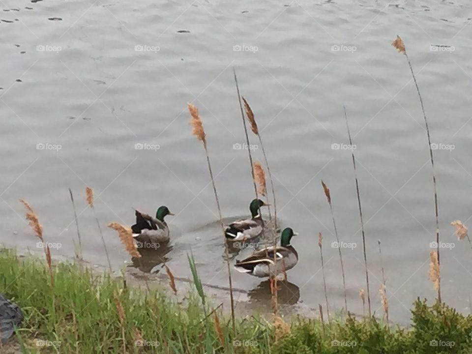 Lagoon ducks