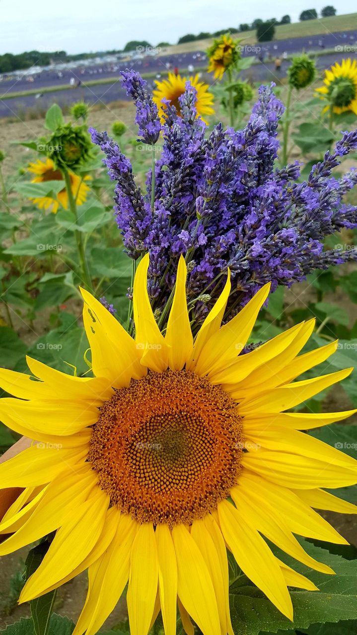 Sunny summer day in a field with sunflowers and lavender. Bouquet of lavender. Bright colors of summer nature.