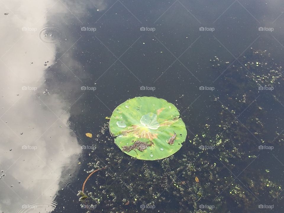 Lily pad