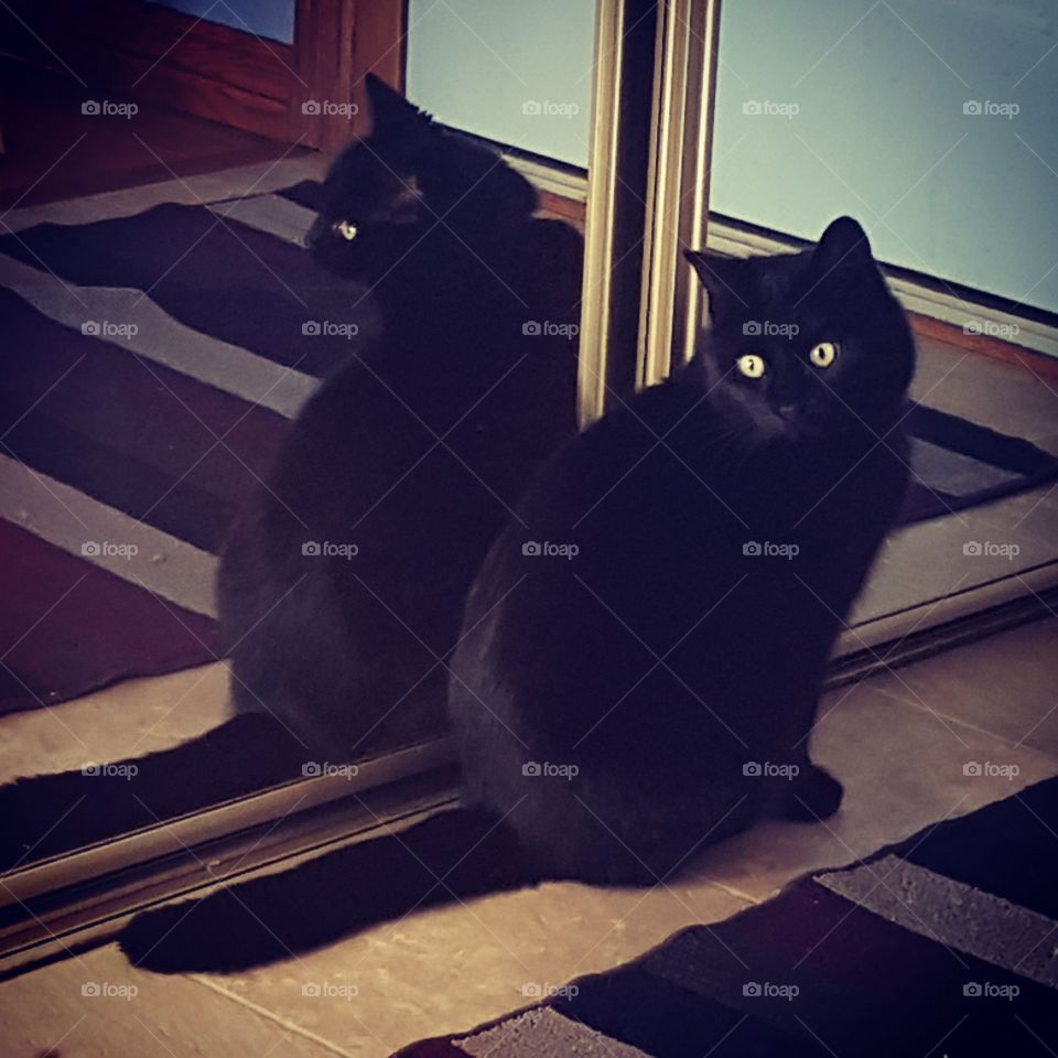 A black cat with its reflection
