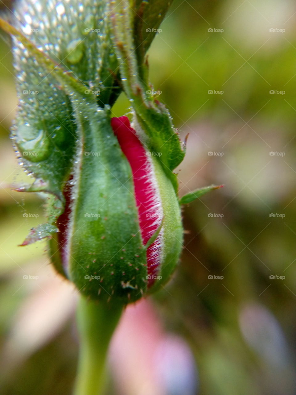 Flower Buds.