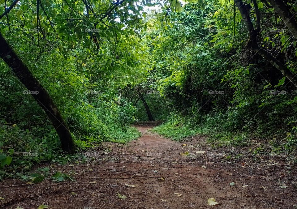 Path with many trees in a tropical forest with a tree in the background of the path