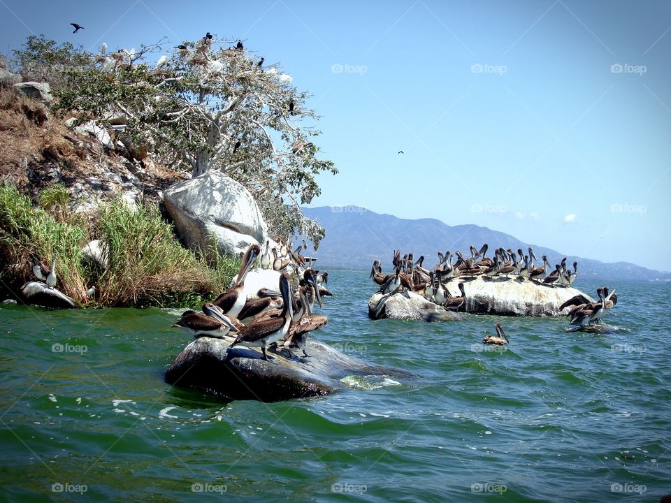 Pelican birds on rock at coastline
