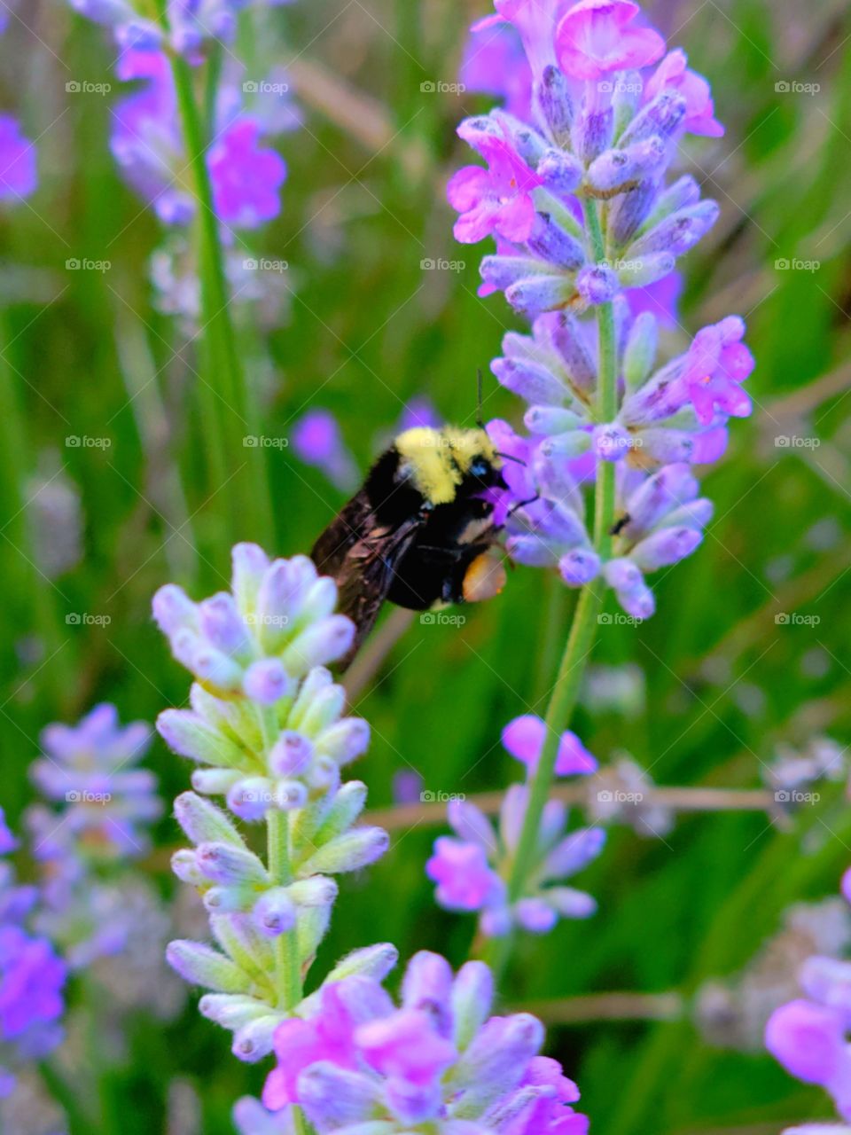 Busy little Bumble bee on Lavender