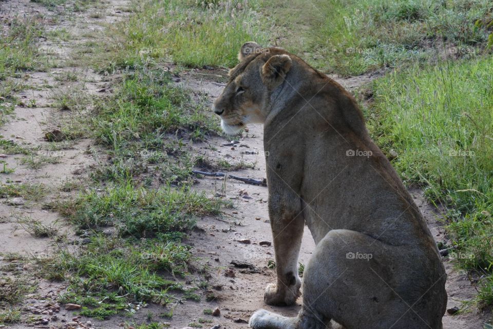 Lioness . She sits to wait for her mate.