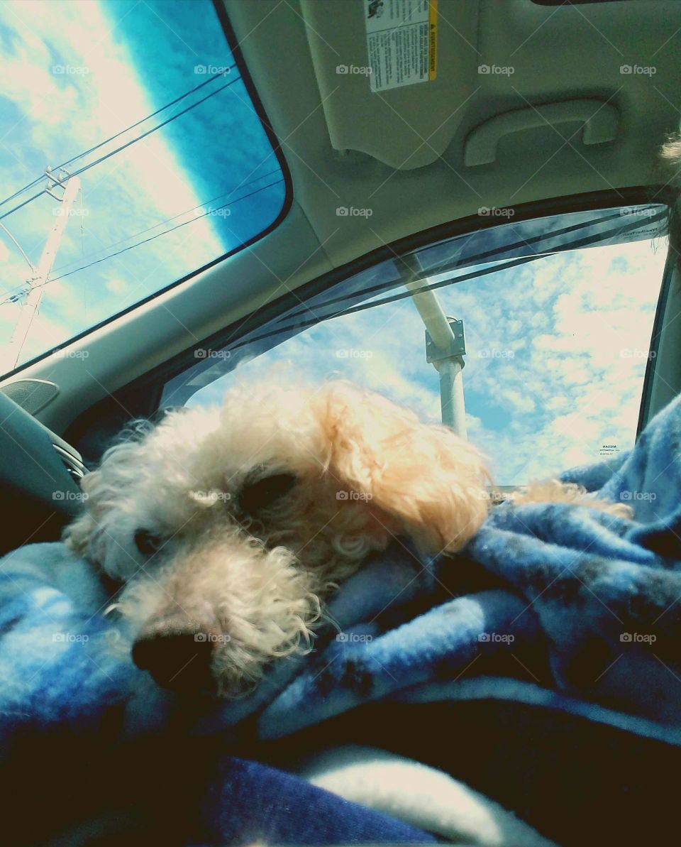 Sleeping dog during sunlit car ride