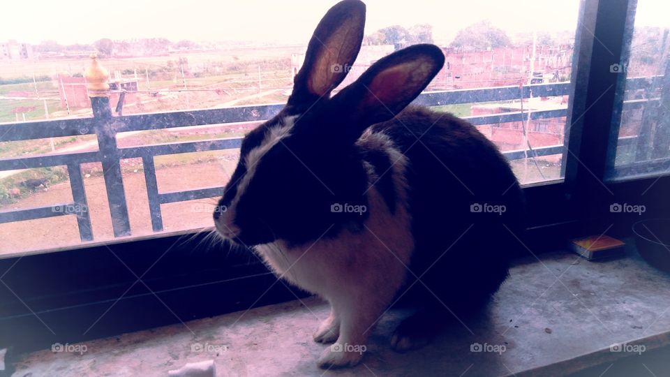 Nice Look Chakia Chandauli India Rabbit