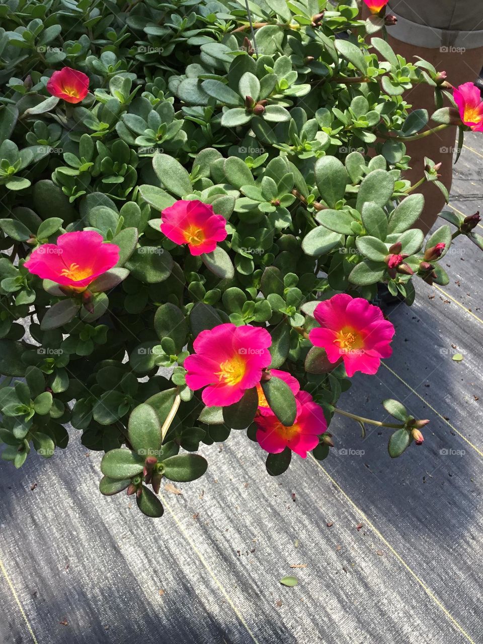 Petunias,white daisies, bright colorful flower