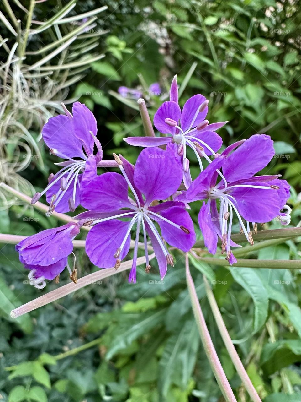 Purple fireweed willowherb flowers plants growing in the English countryside along the Oxford canal 