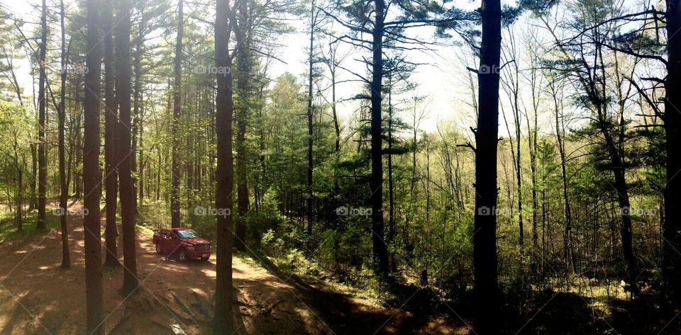 Panorama up in the trees