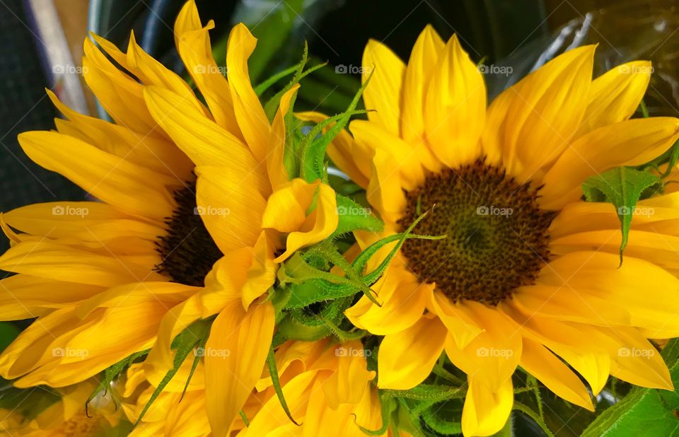 Pair of sunflowers 