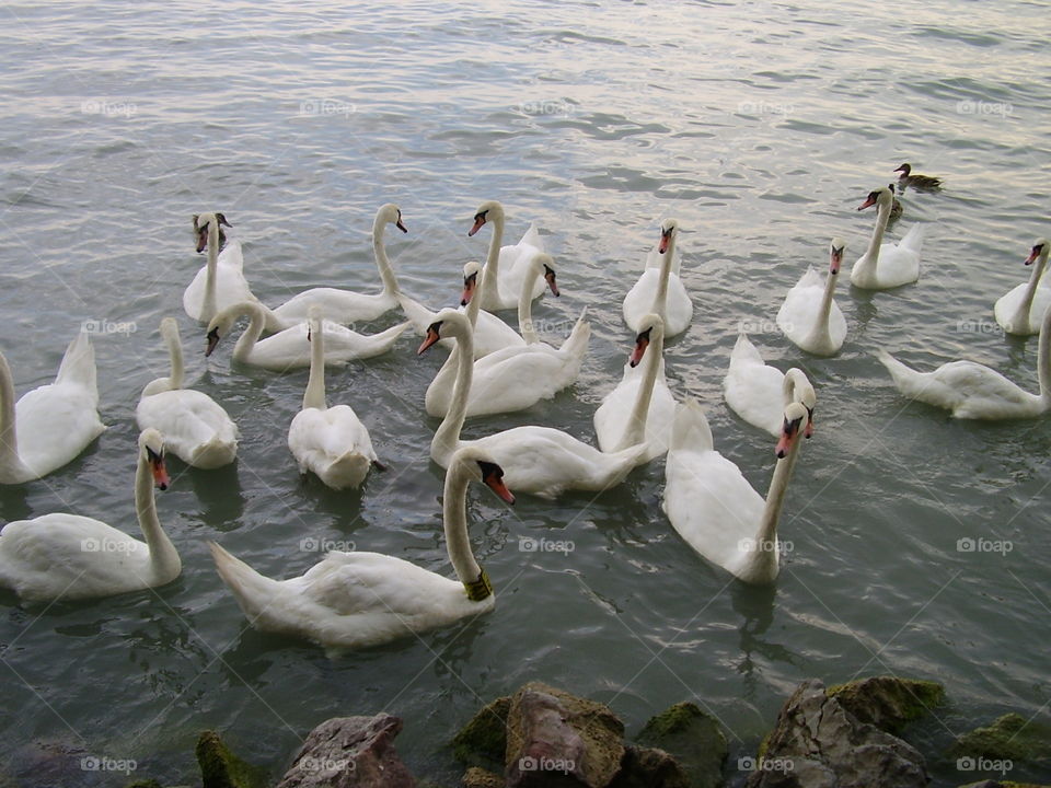 Swans