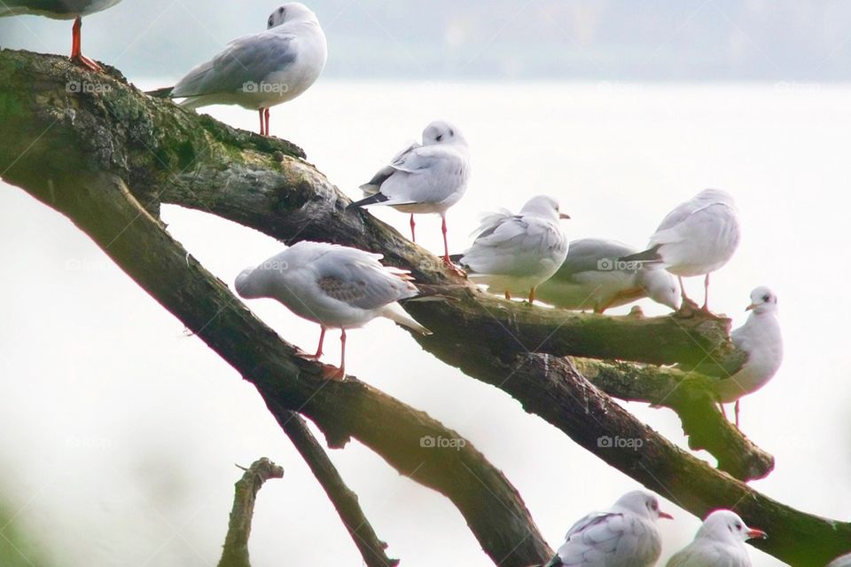 Seagulls On A Tree