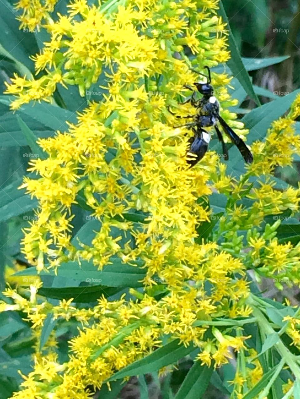 Goldenrod with the stinger