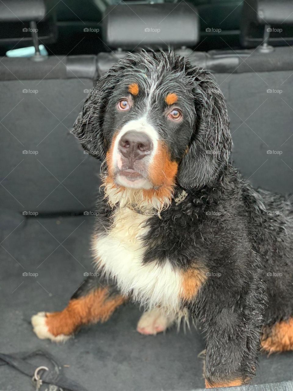 Dog bernese mountain