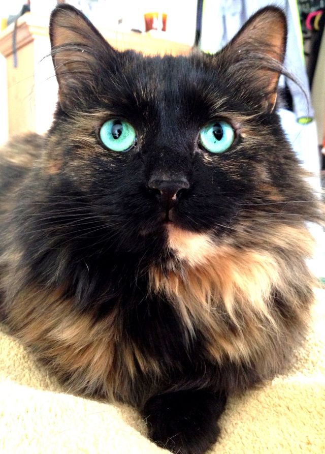Blue-eyed Kitty 