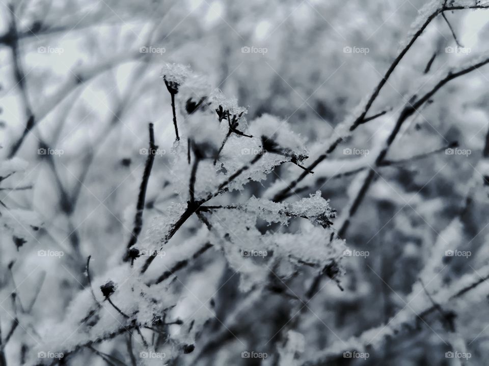 The first snow