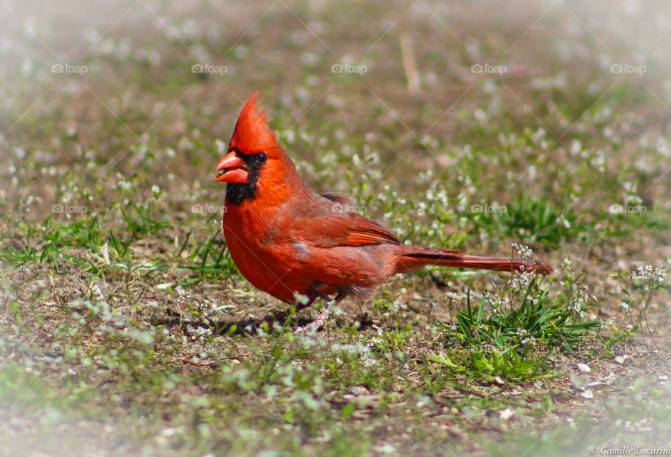 Mr. Cardinal enjoys sunflower seeds for lunch 