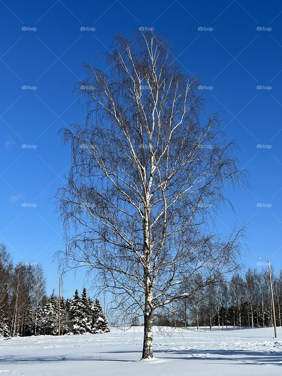 Single birch tree in the middle of the snow field on a sunny day