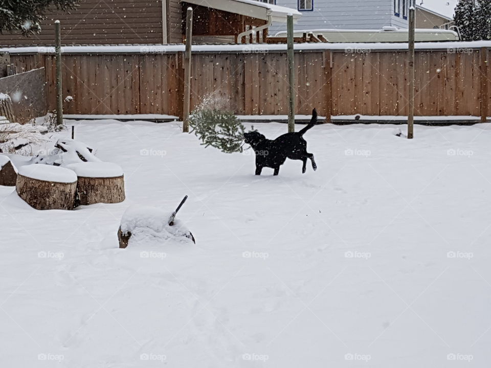doggy snow fun2