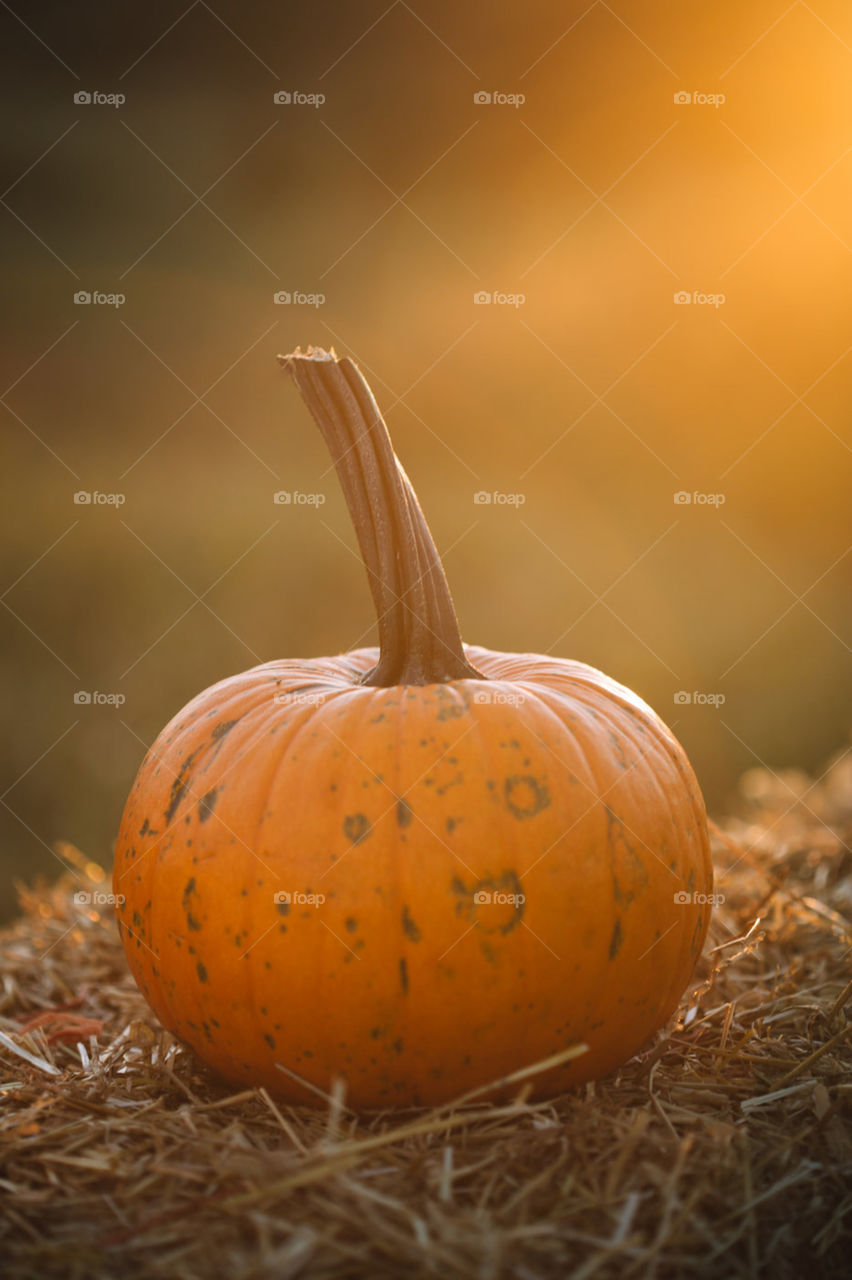 Sunset pumpkin 