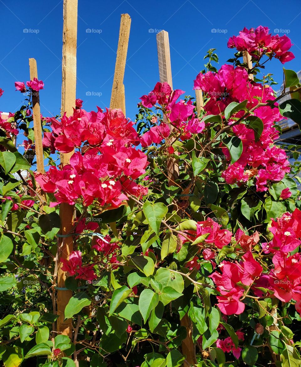 Red Bougainvillea in Full Bloom