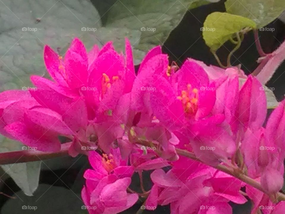 The very beautiful pink color bunch appears in the beginning of the spring season. Such salty plants make the entire pyramid.