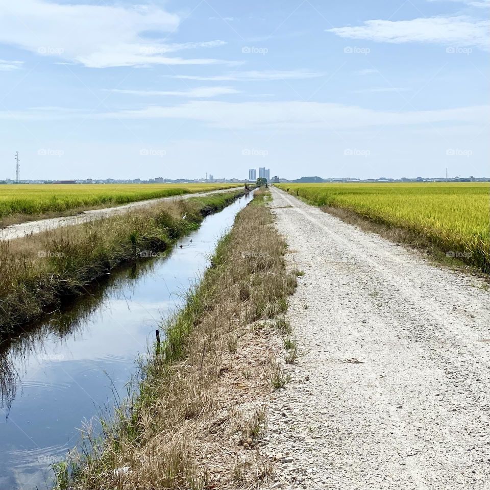 Delighting in beautiful paddy fields