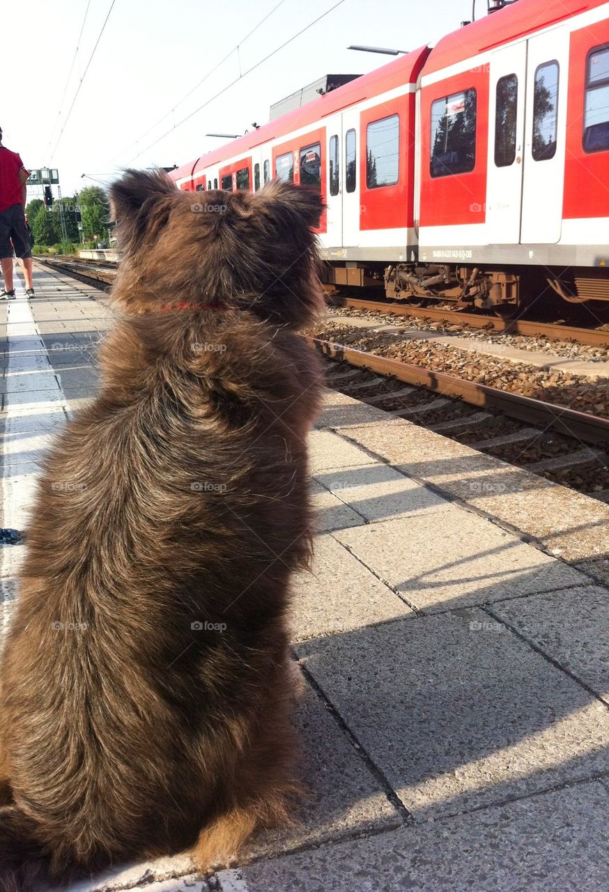 Dog waiting on train