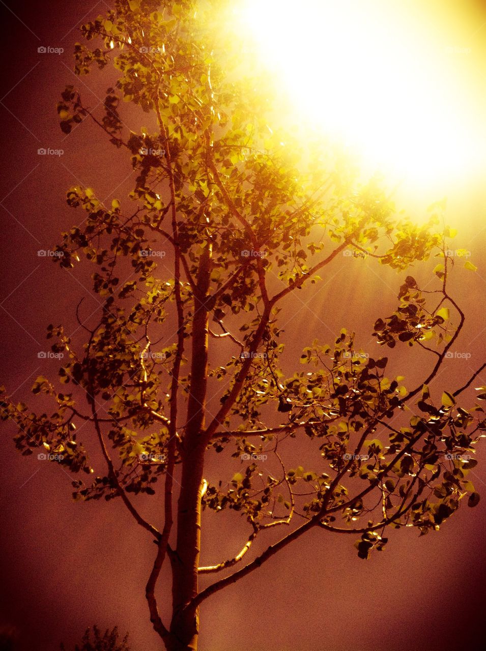 Tree in the golden sunlight