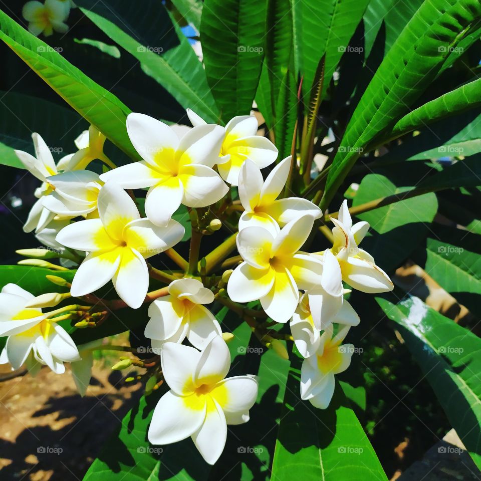 plumeria rubra