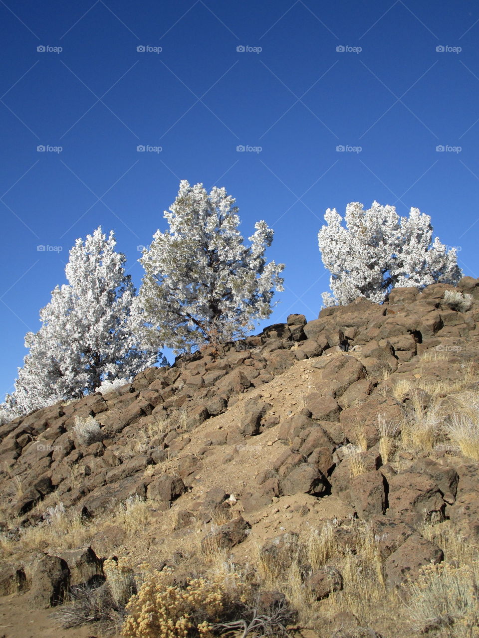 Stunning juniper trees with a fresh coat of frost on a beautiful winter day in Central Oregon. 