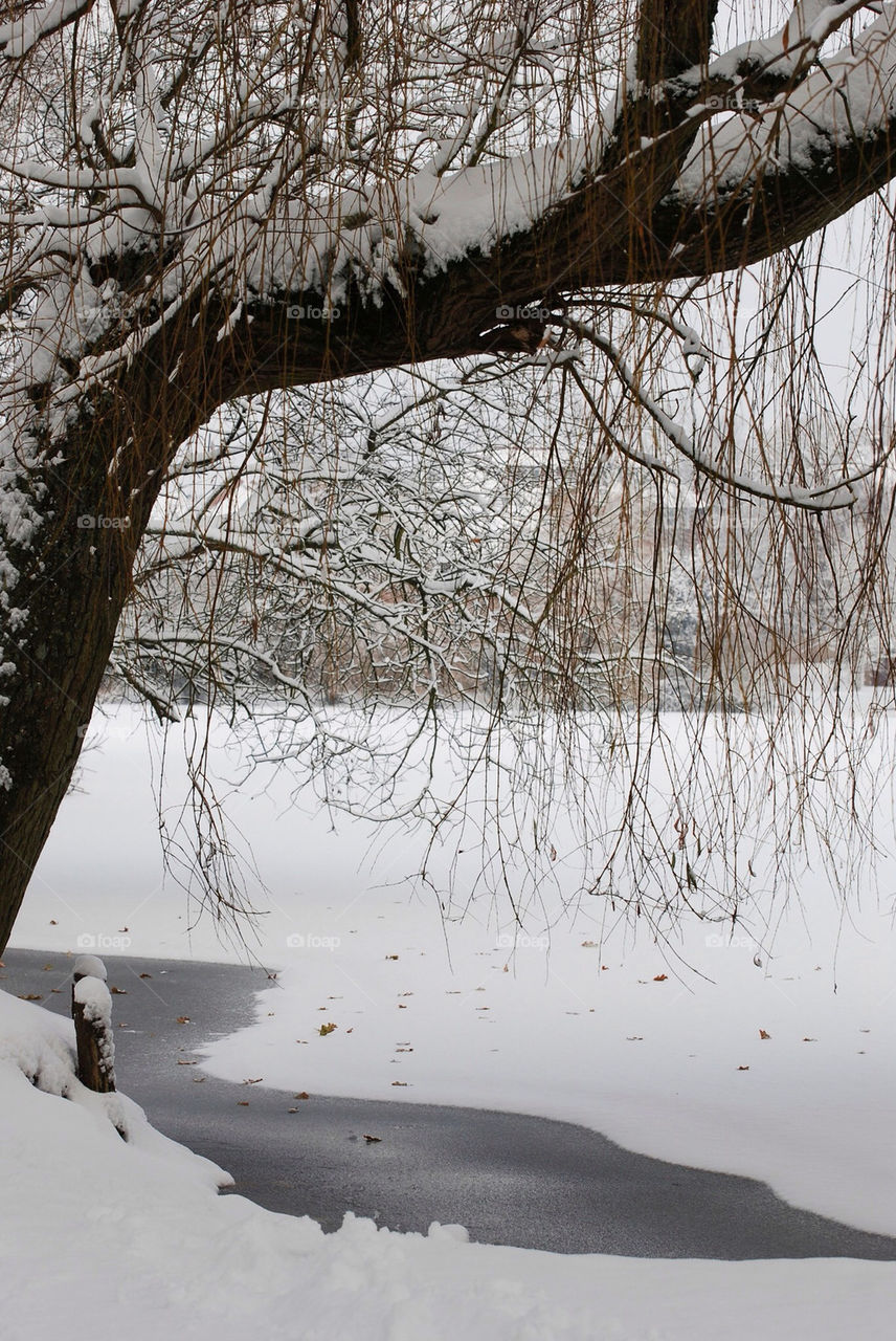 snow winter landscape tree by gp56