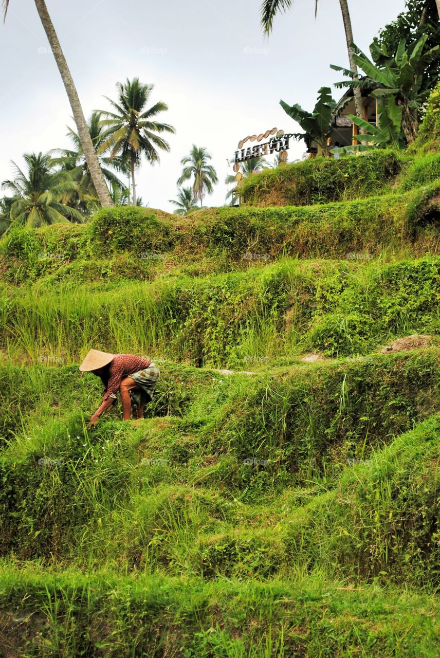 Ubud rice fields. 
