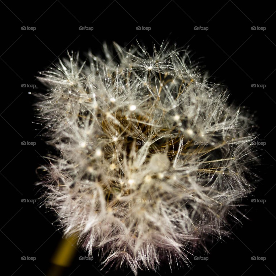 Macro shot of Dandelion