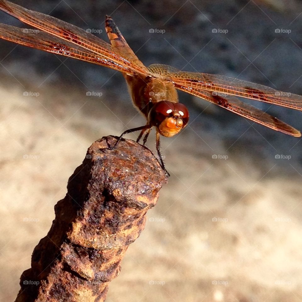 Dragonfly on rebar, copper color wings, whole body. Sunny ☀️ day.