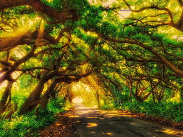 Hawaii Road: Big Island, Red Road in Puna District
