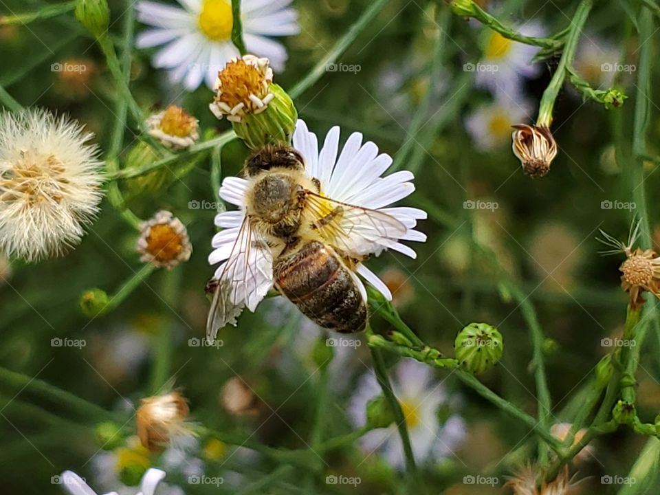 Bee pollinating wild daisy flowers