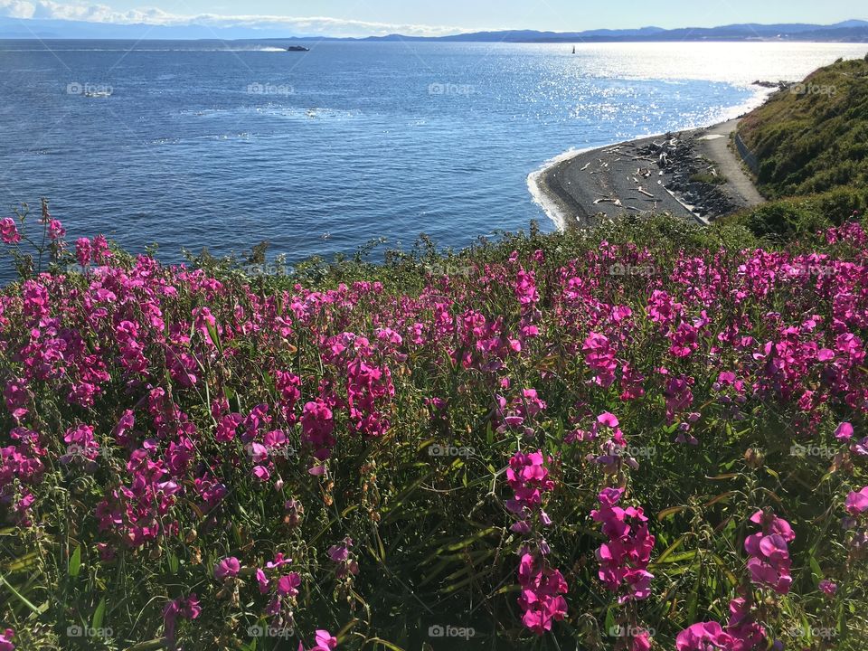 Walk by the ocean on Dallas Rd 