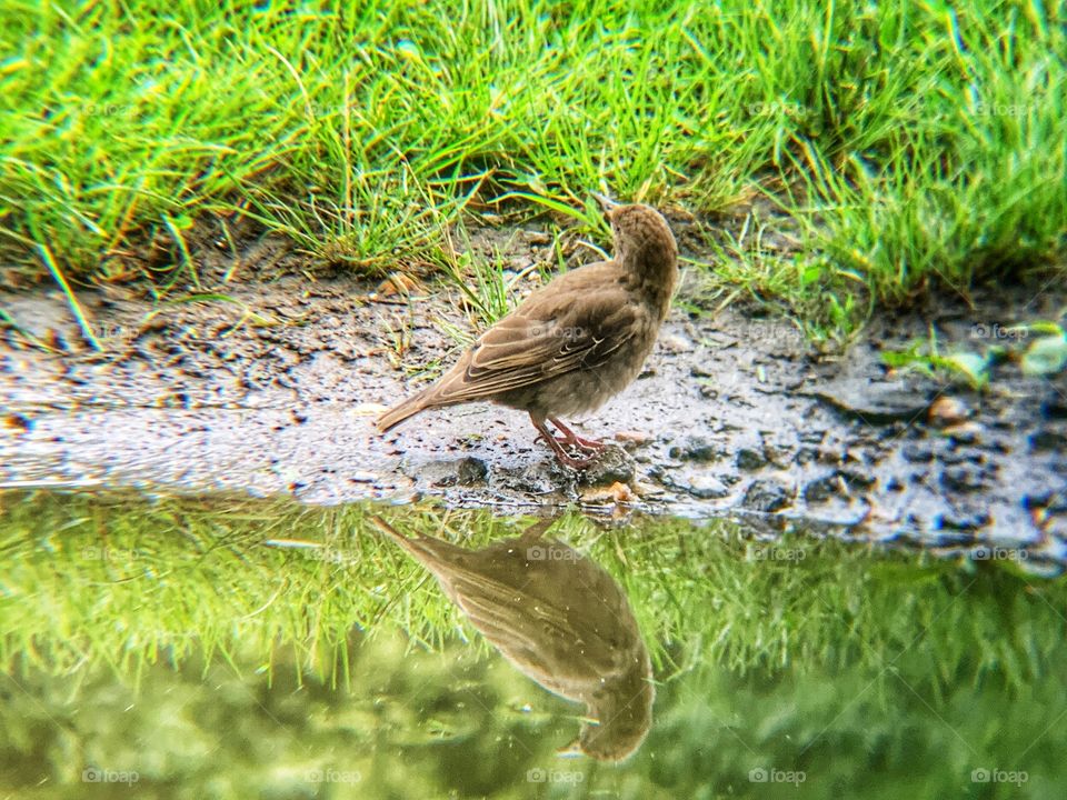 Reflection of lovely sparrow standing, turning his head looking to the left in the park. Grass and stone reflections.