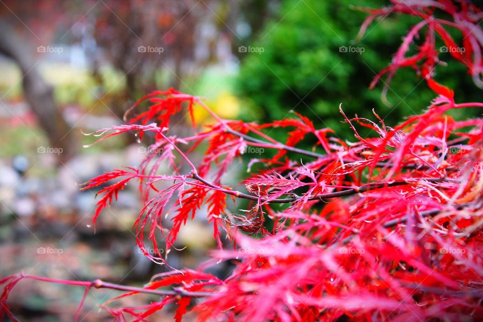 Japanese Maple