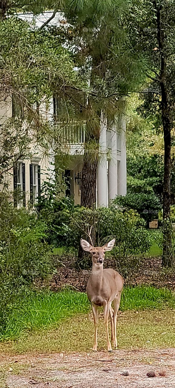 Doe a Deer a female Deer