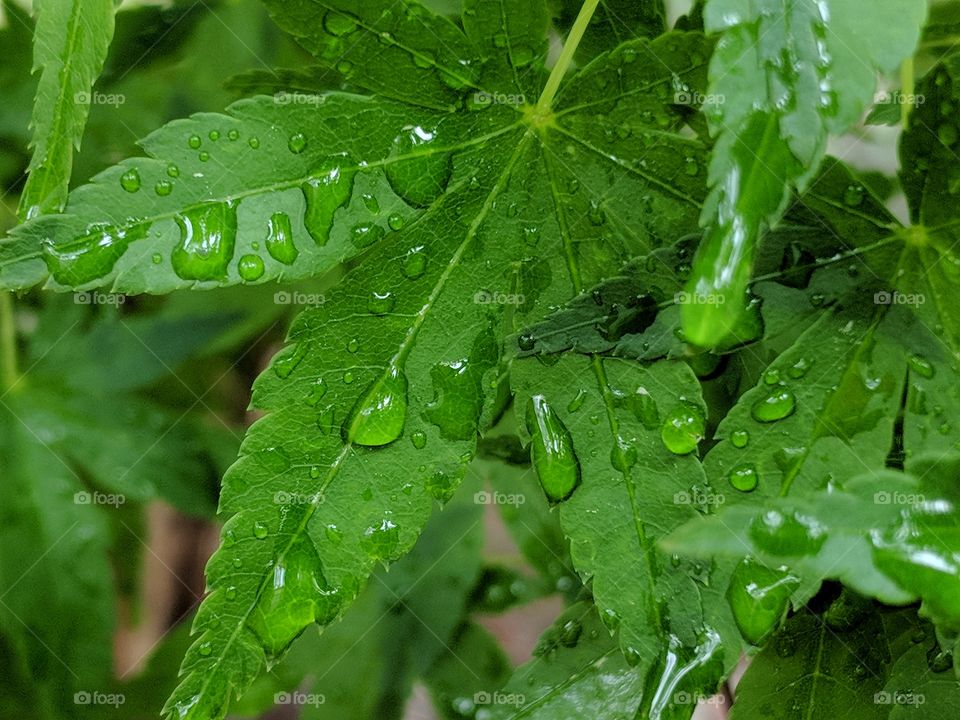 rainy leaf