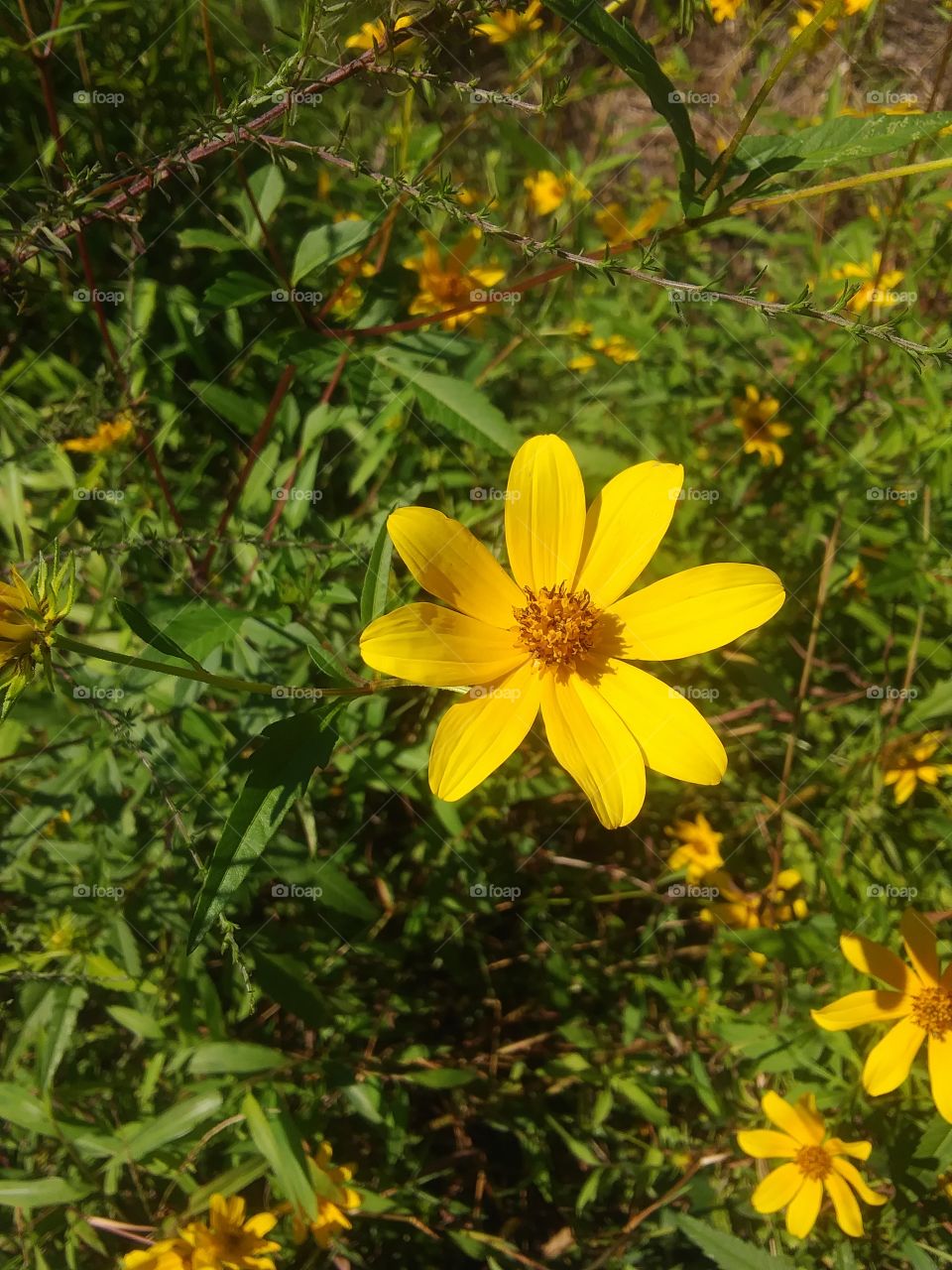 pretty yellow wild flower