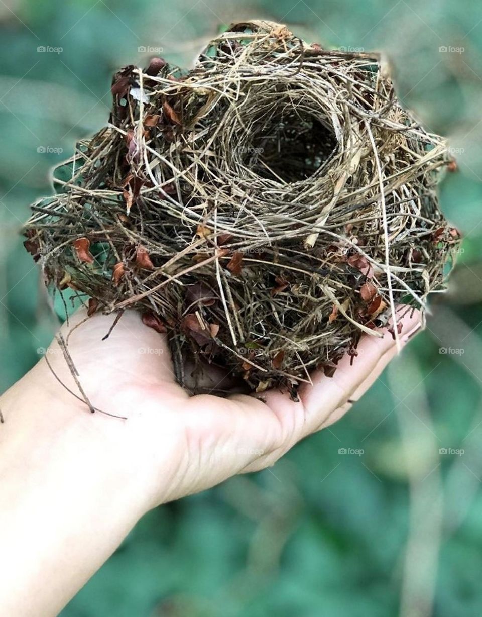 BIRD'S NEST