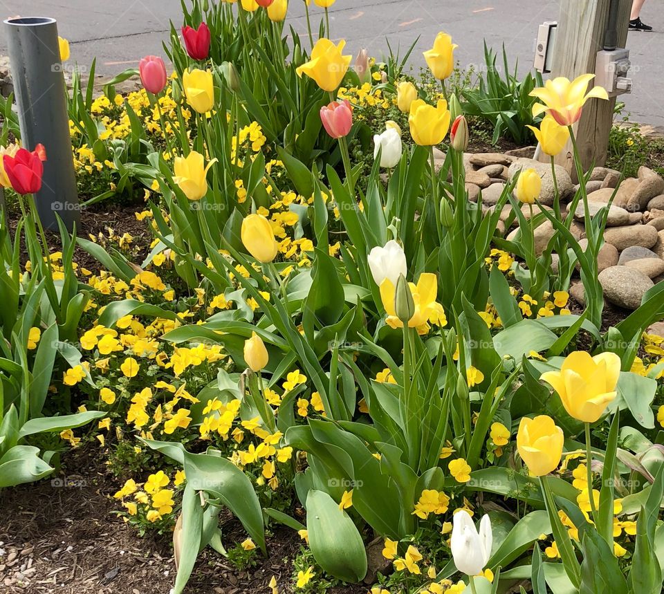 Yellow, tulips and pansies flowers with a red flower thrown in here and there in a flower bed. 