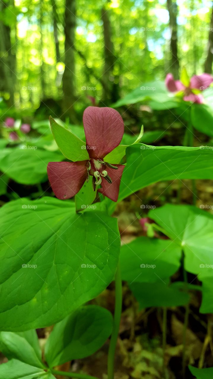 red trilliums in the woods