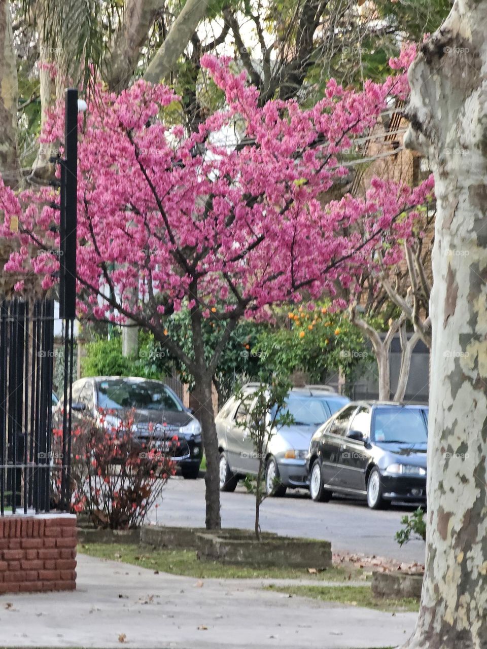 Nature's pink Barbie style tree blooms in winter