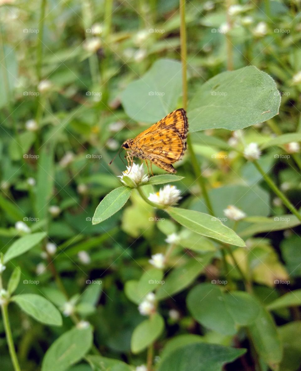 Small Butterfly..