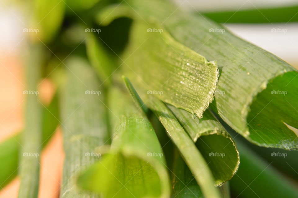 Spring onions leaves